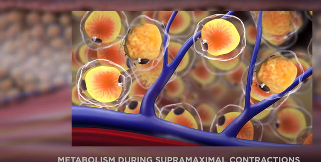 muscle building fat burning